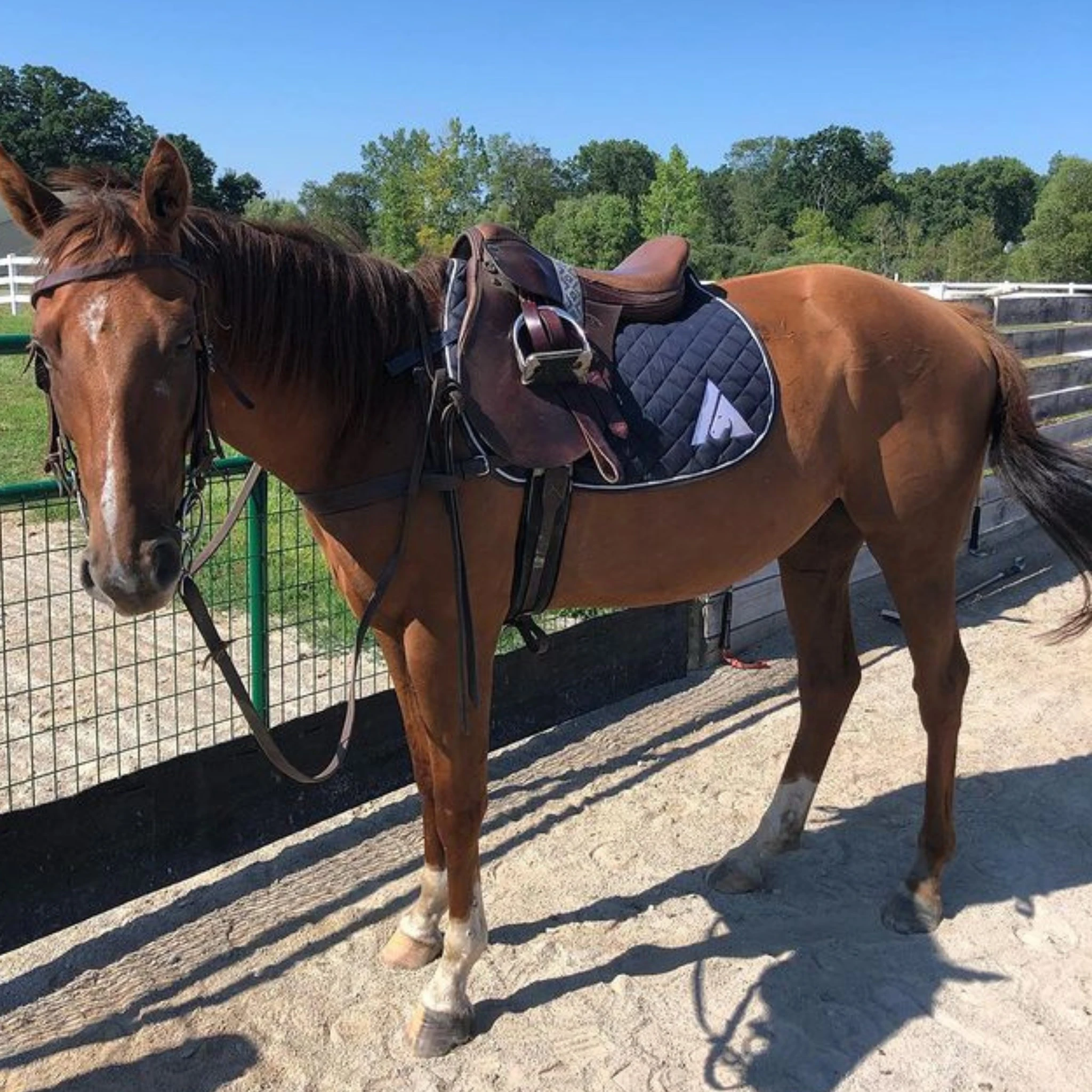 Saddle Pad For Florida Client Manufactured by Saddle Pads Manufacturer (Ally Saddlery)